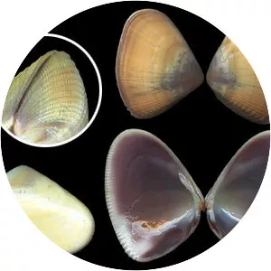 Donacidae