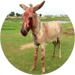 Donkey