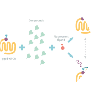 Dopamine receptor D2 - Protein