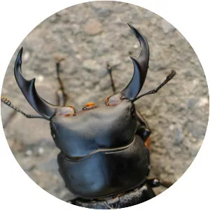 Dorcus schenklingi - 