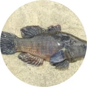 Dormitator latifrons