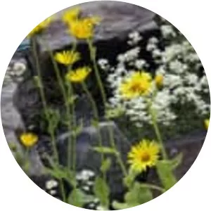 Doronicum clusii - 