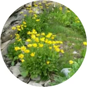Doronicum grandiflorum