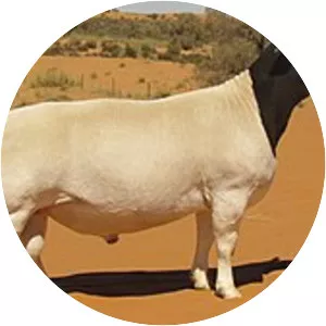 Dorper - Domestic sheep breed