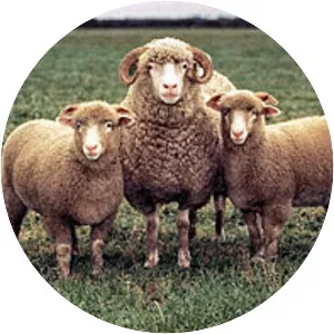 Dorset Horn - Sheep breed