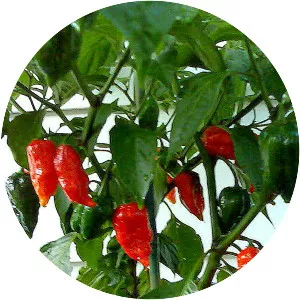 Dorset Naga - Plants