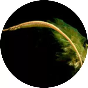 Doryichthys martensii