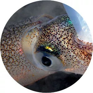 Doryteuthis opalescens