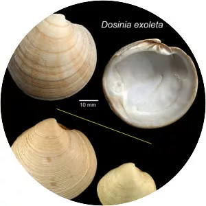 Dosinia exoleta - 