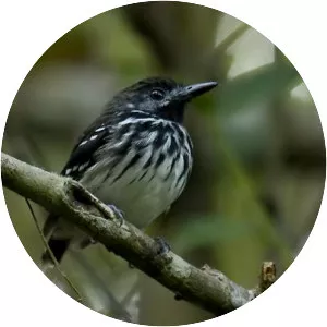Dot-backed antbird - Bird