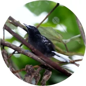 Dot-winged antwren