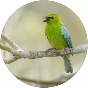 Dotted tanager