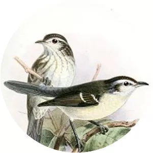 Double-banded greytail - Bird
