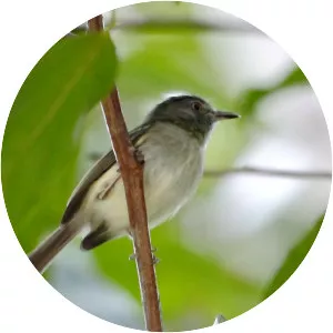 Double-banded pygmy tyrant