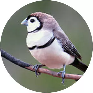 Double-barred finch - Birds