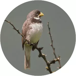 Double-collared seedeater