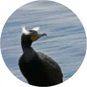 Double-crested cormorant