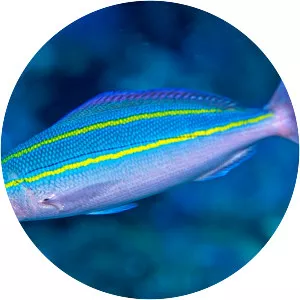 Double lined fusilier