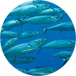 Double-lined mackerel