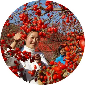 Double Ninth Festival - 