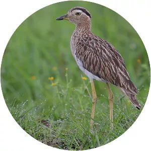 Double-striped thick-knee - Bird