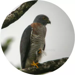Double-toothed kite - Bird