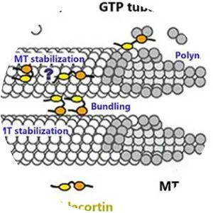 Doublecortin - Protein