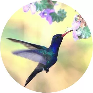 Doubleday's hummingbird