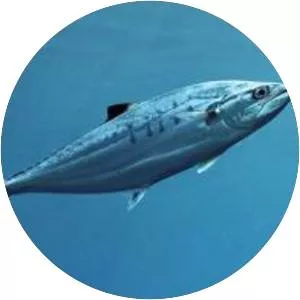 Doublespotted queenfish