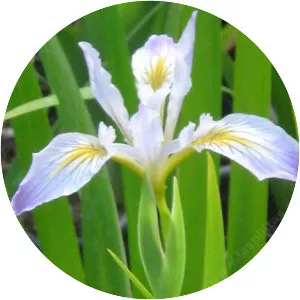 Douglas iris