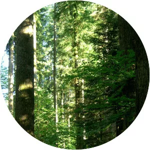 Douglaseraie des Farges - 