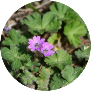 Dove's-foot crane's-bill - Plants