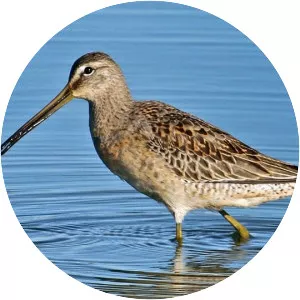Dowitchers
