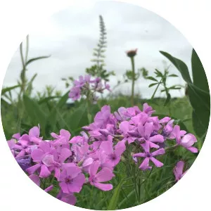 Downy phlox - Plants