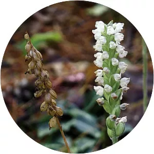 Downy rattlesnake plantain - Plants