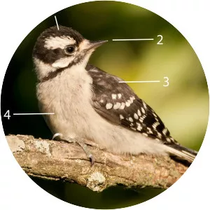 Downy woodpecker