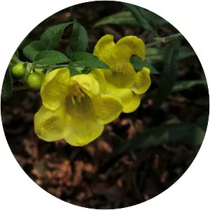 Downy yellow false foxglove