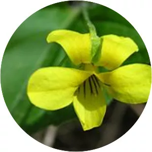 Downy yellow violet