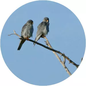 Doyang Dam Reservior