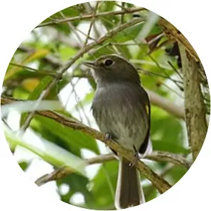 Drab-breasted bamboo tyrant