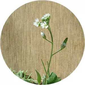 Draba cuneifolia - Plants