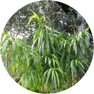 Dracaena angustifolia