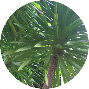 Dracaena cochinchinensis