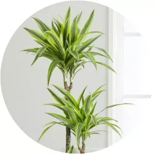 Dracaena fragrans
