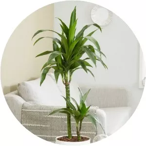 Dracaena - Plants