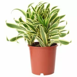 Dracaena reflexa