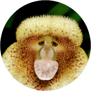 Dracula saulii