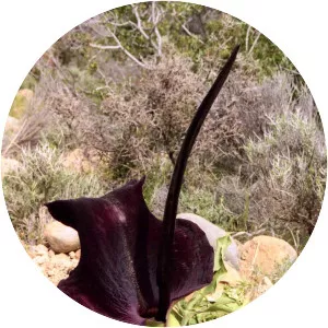 Dracunculus - Plants