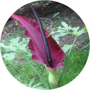 Dracunculus vulgaris - Plants