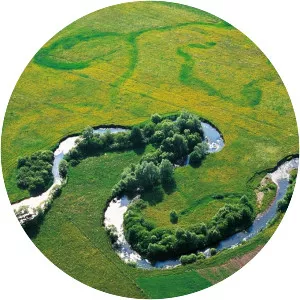 Dragoljub Zamurović